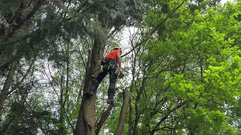 Best Tree Preservation Services  in Cashion, OK